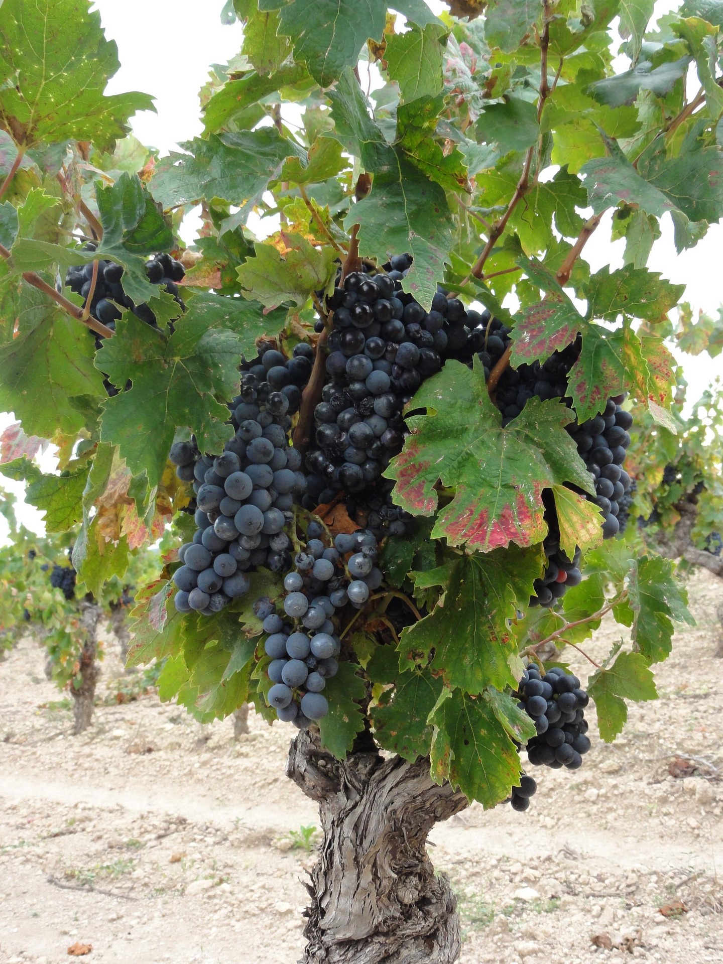 Rendez-vous nature :  Biodiversit� et viticulture