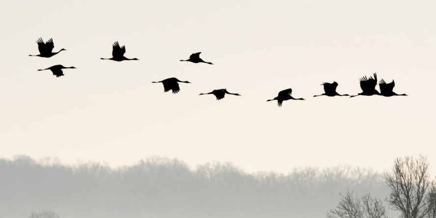La fabuleuse histoire des oiseaux migrateurs - Conf�rence