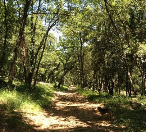 Rando Patrimoine : Les bois de la Sine