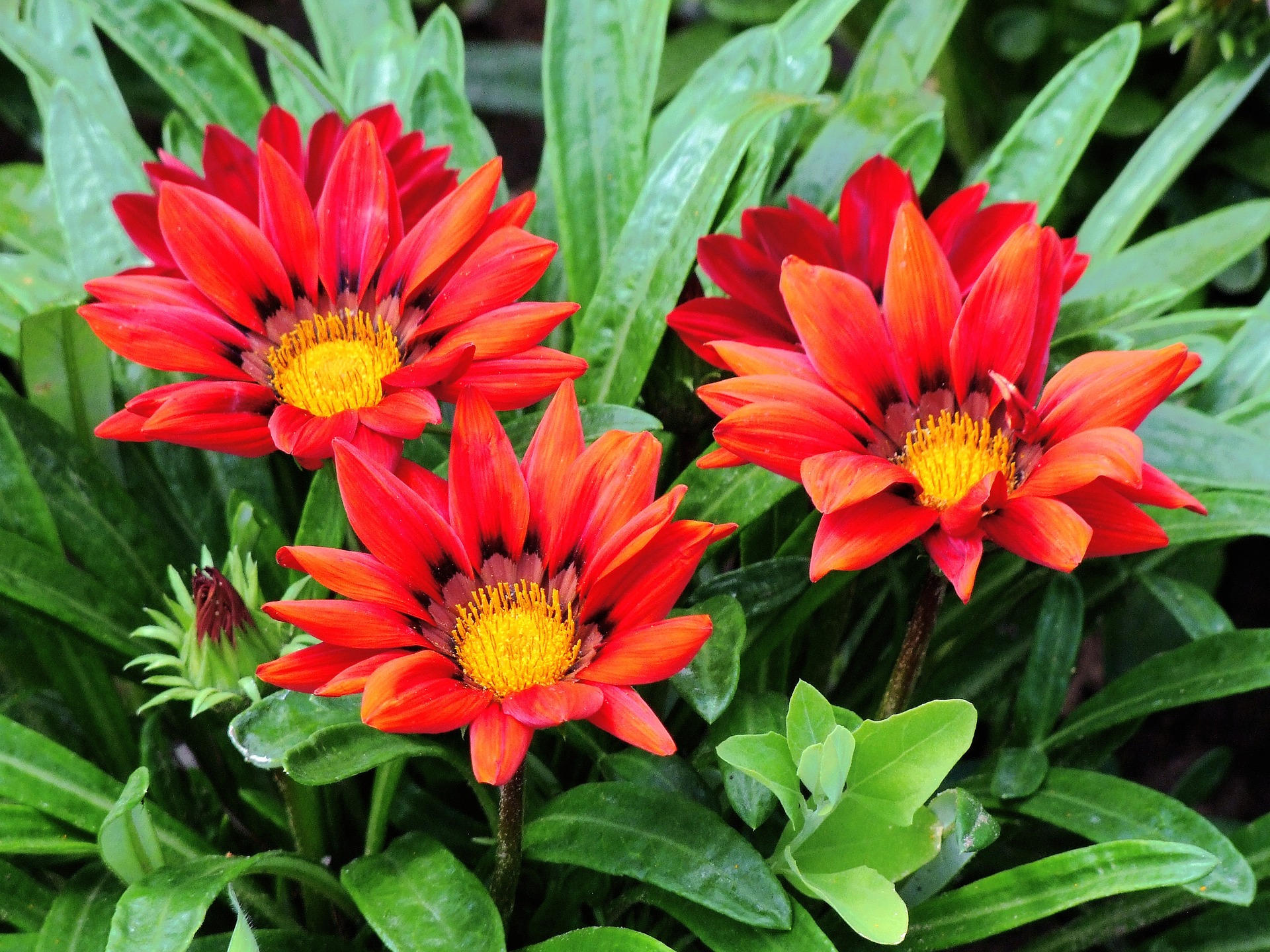 Atelier au Jardin � Boutures et plantations  �