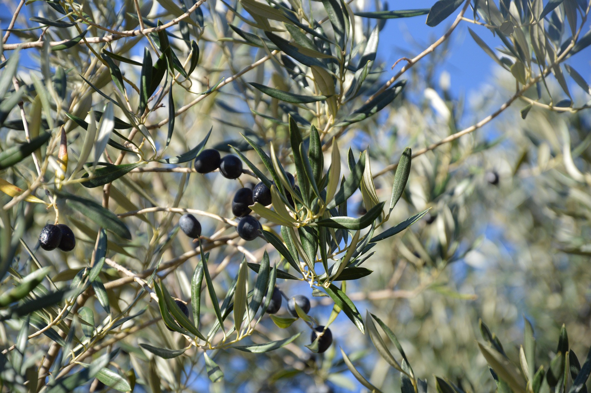 Atelier au Jardin � Transformation des olives �