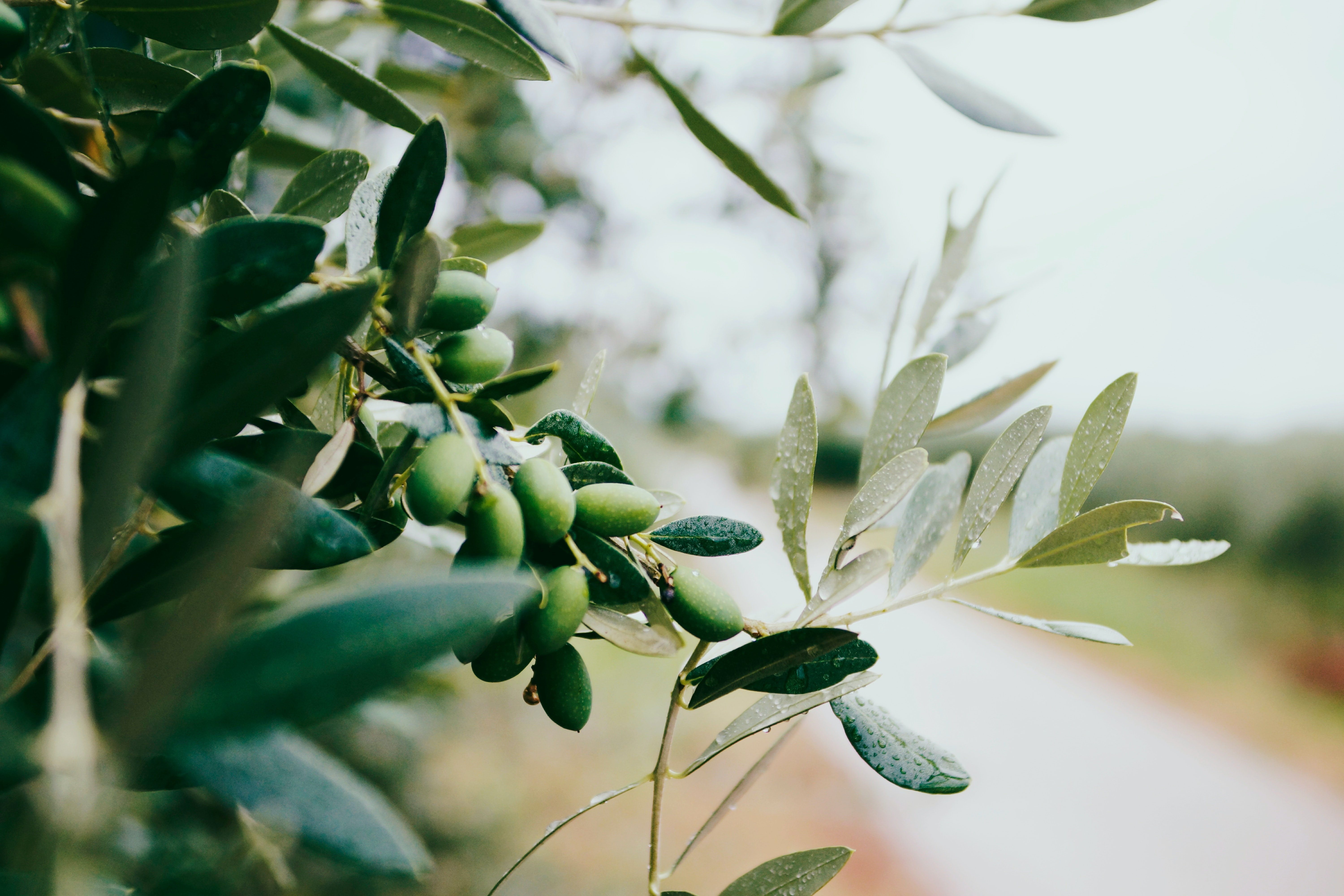 Conf�rence : � L'huile d'olive en Provence �