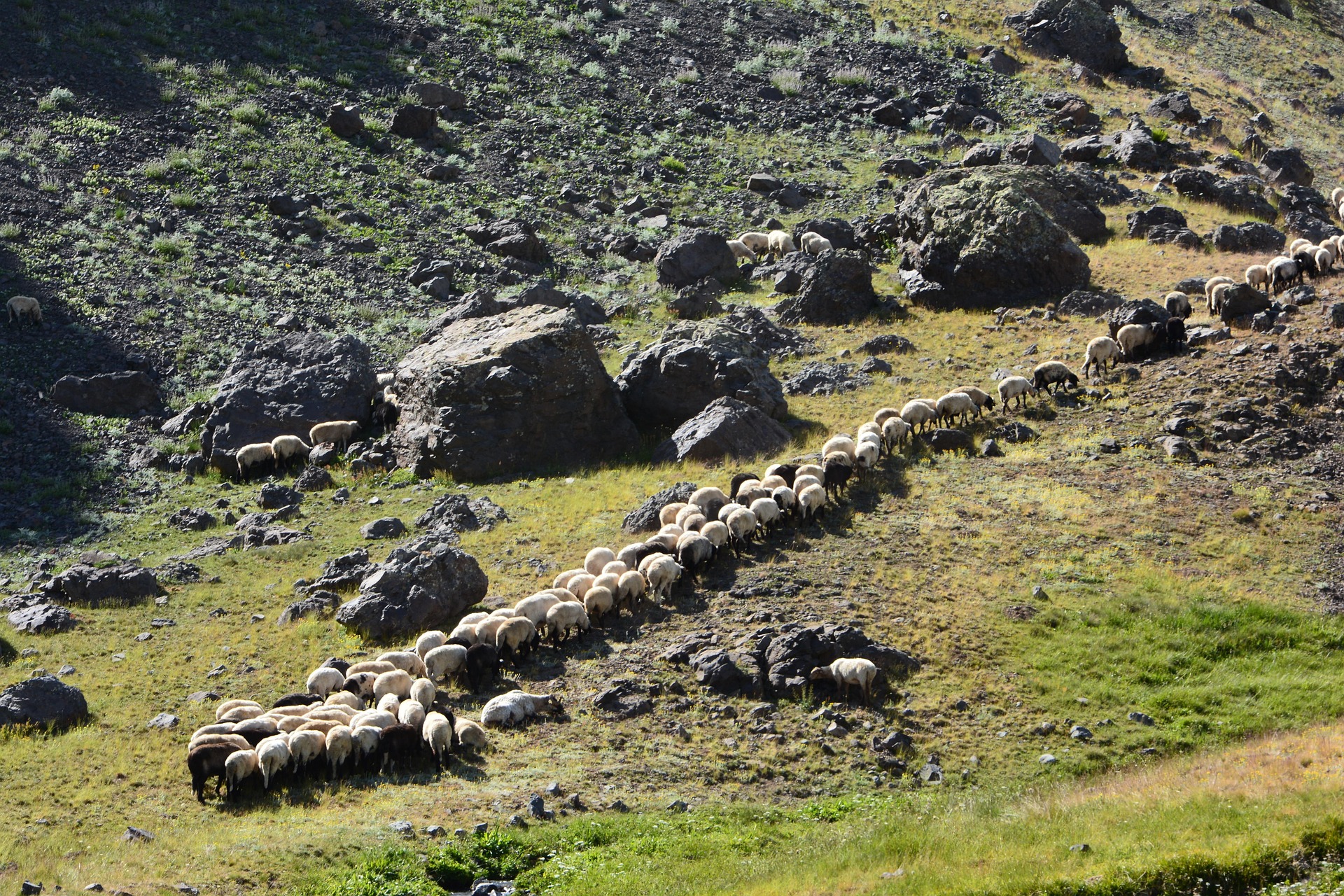 Revenons � nos moutons
