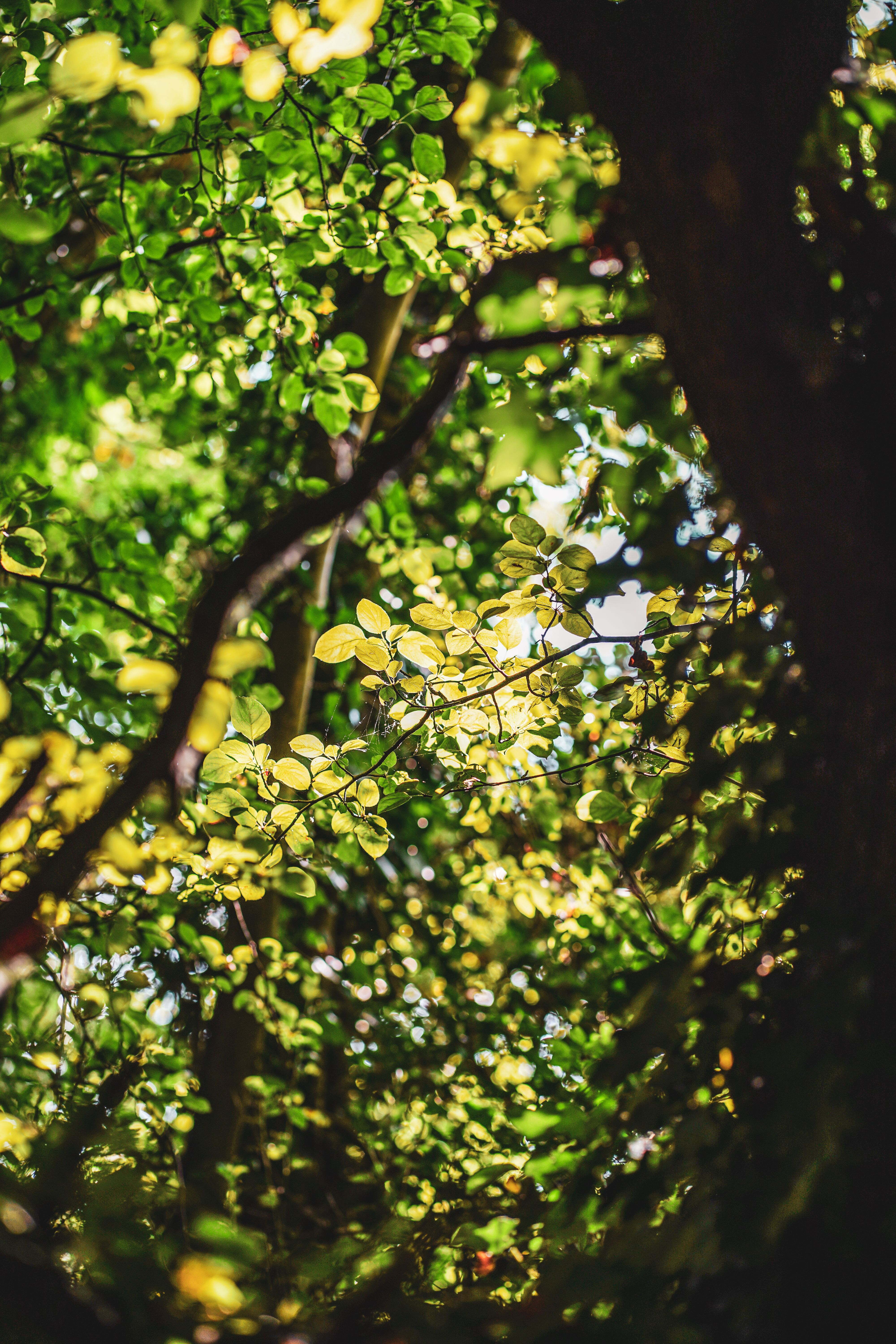 Spectacle -L'homme qui plantait des arbres