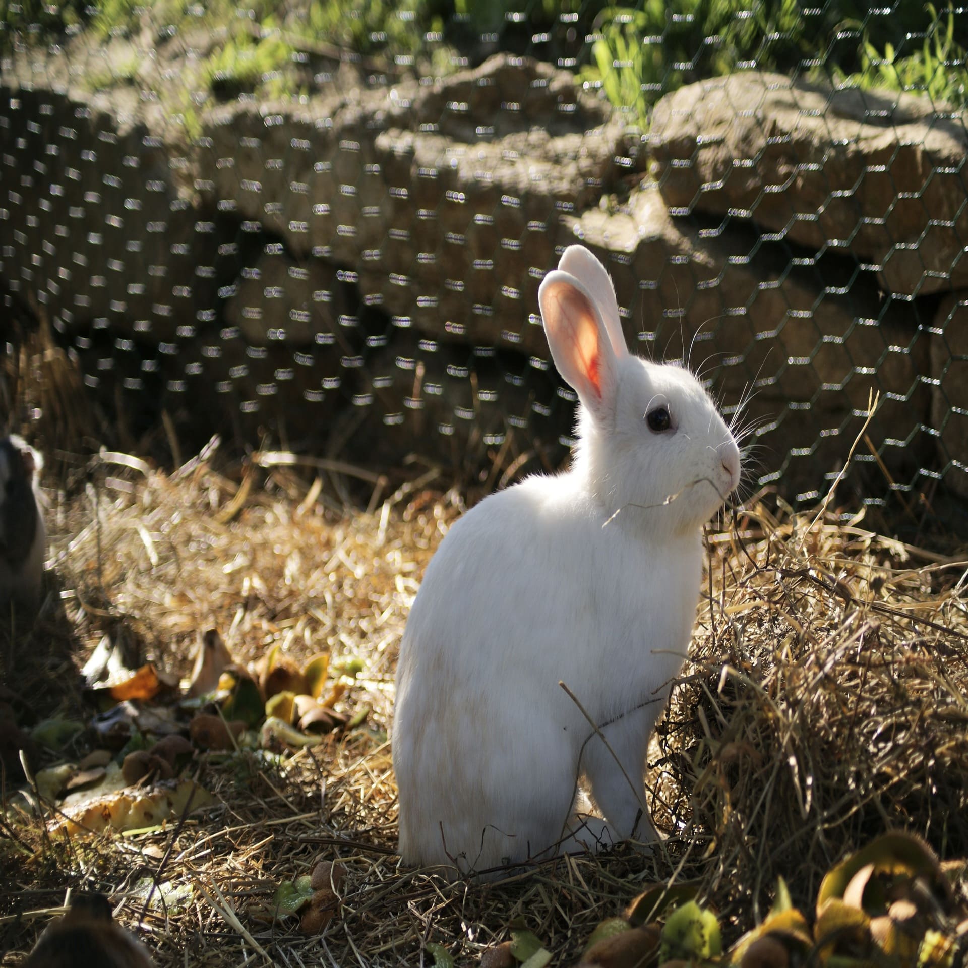 Animations � la ferme p�dagogique pour les vacances de la Toussaint