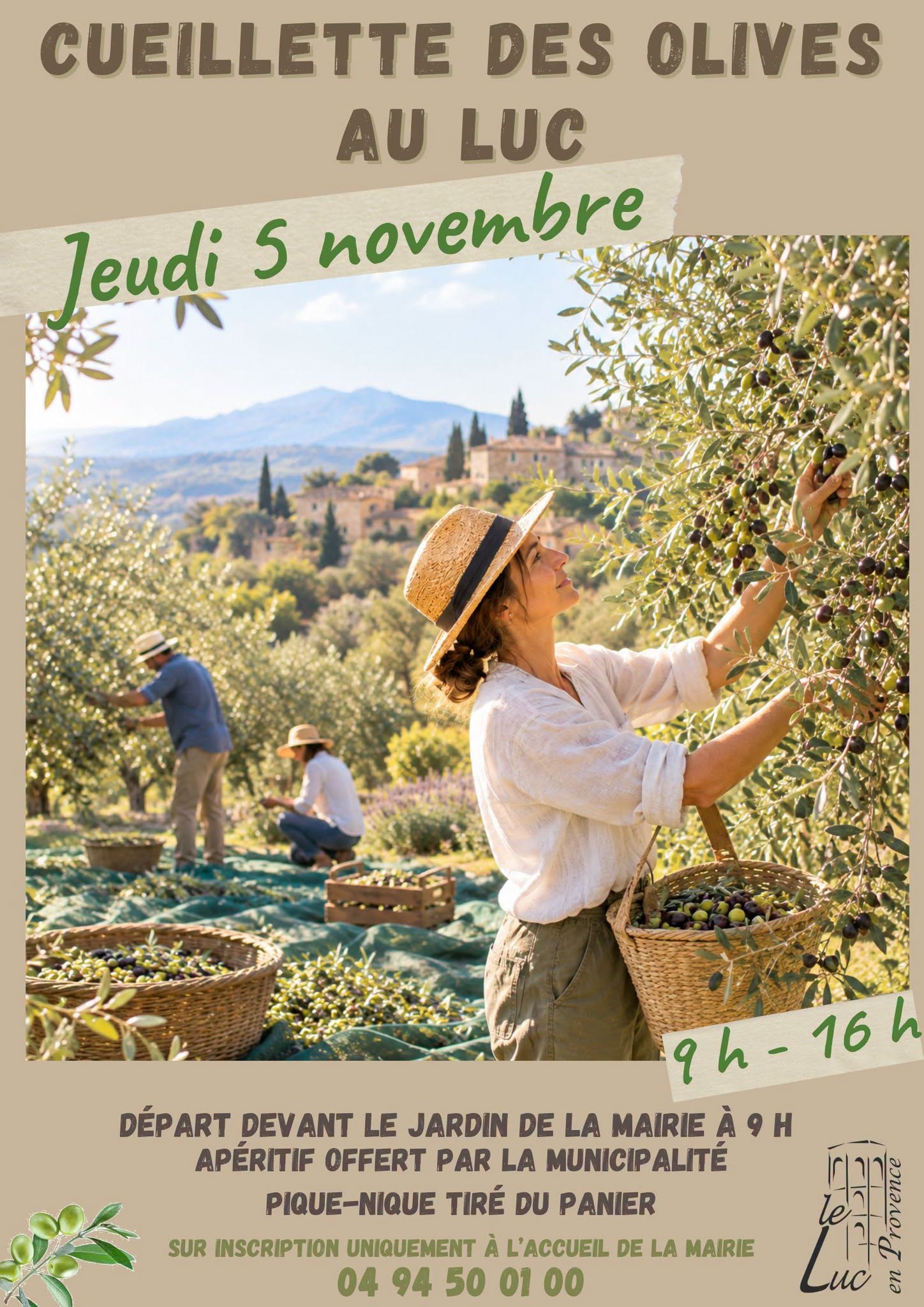 Cueillette des olives au Luc