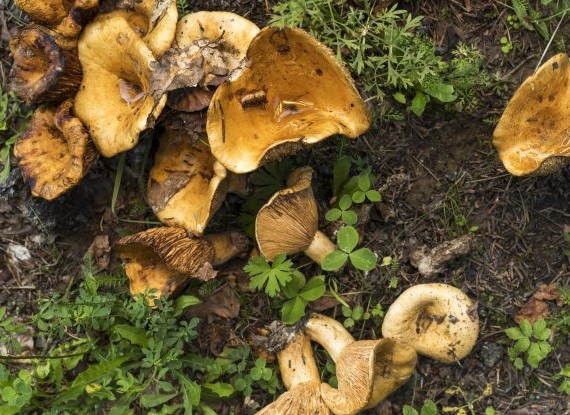 Cueillette de champignons