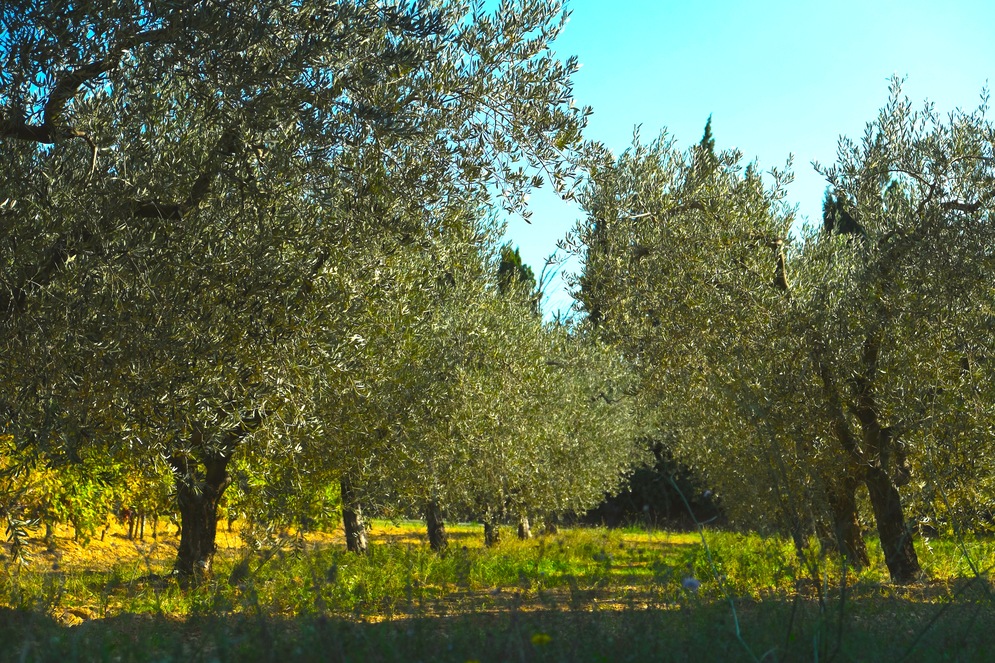 Um Provence Mditerrane