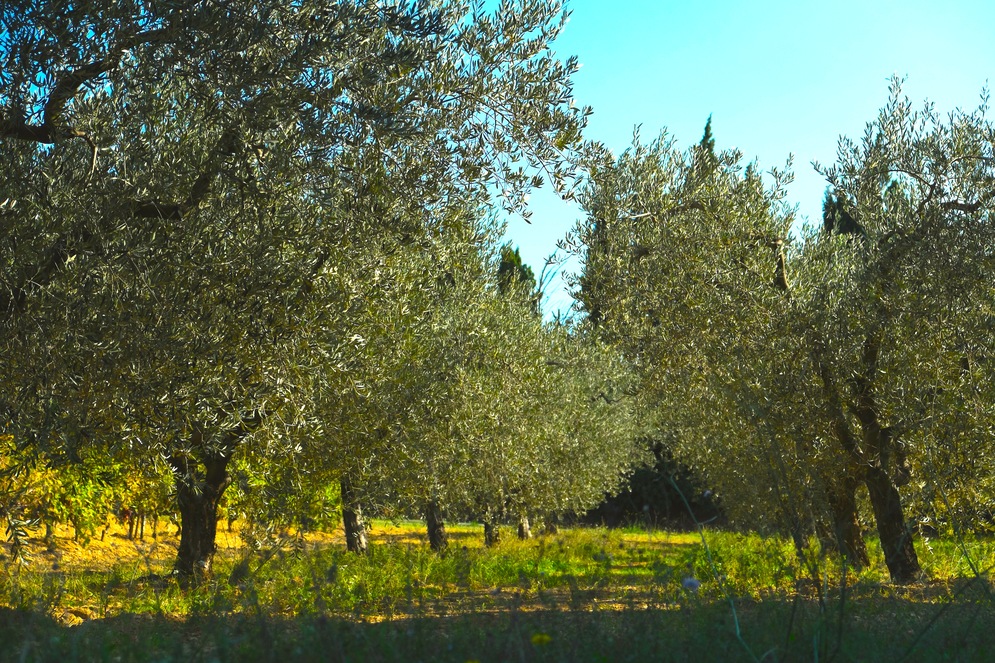 Rond Provence Mditerrane